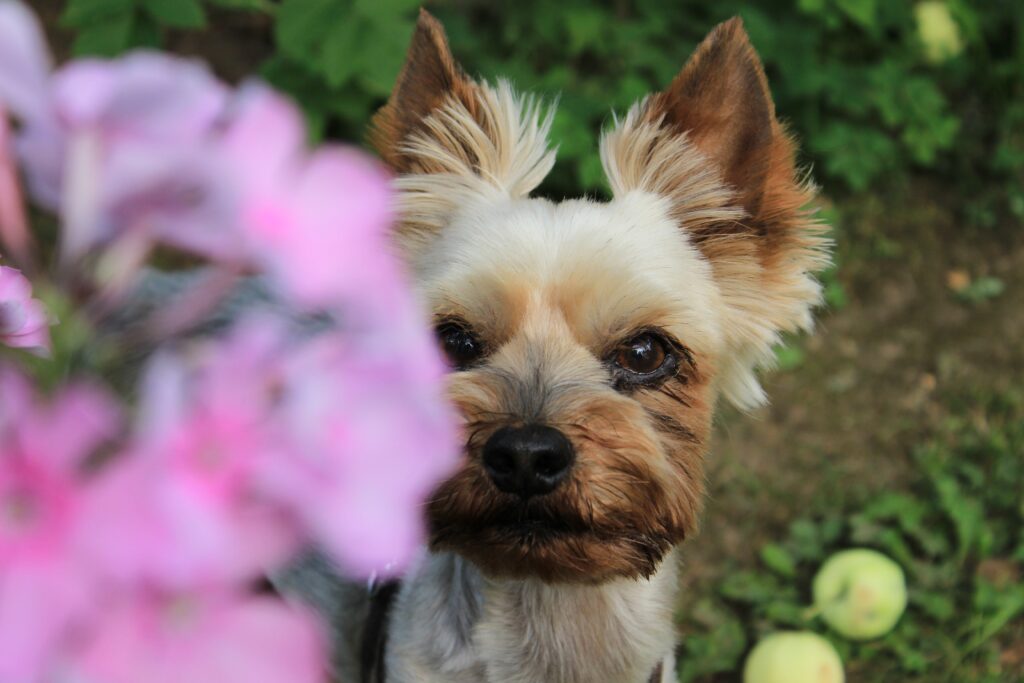 The Pocket-Sized Protector: Understanding The Yorkie Temperament