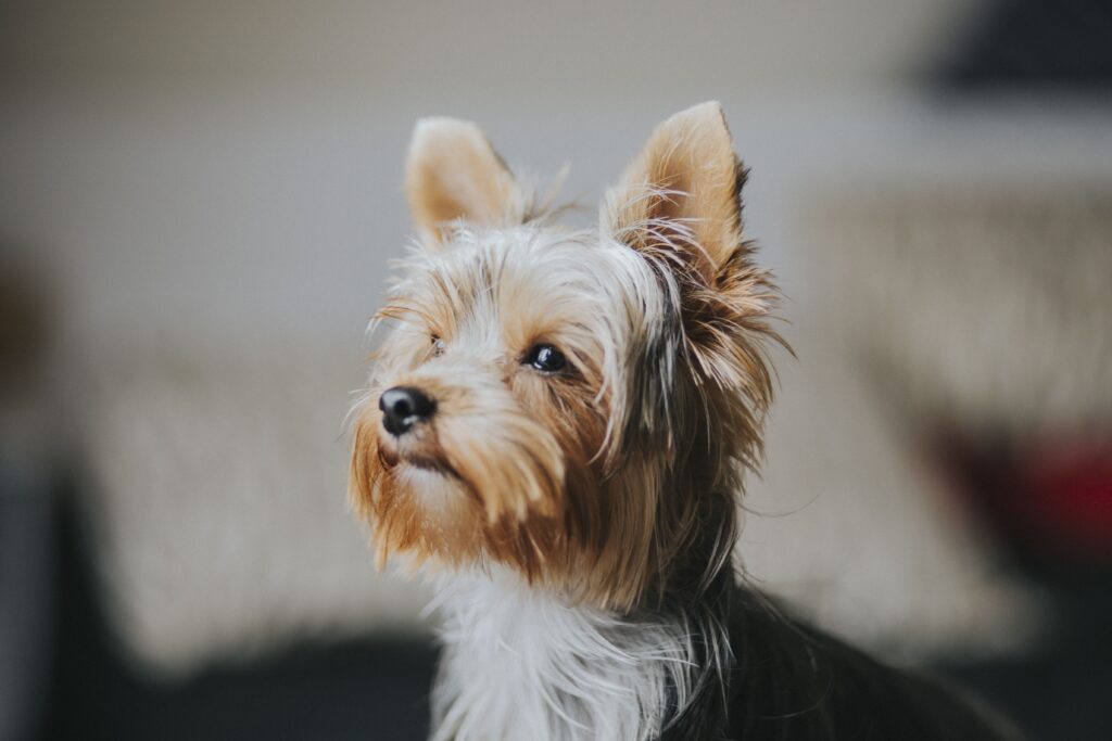 The Pocket-Sized Protector: Understanding The Yorkie Temperament